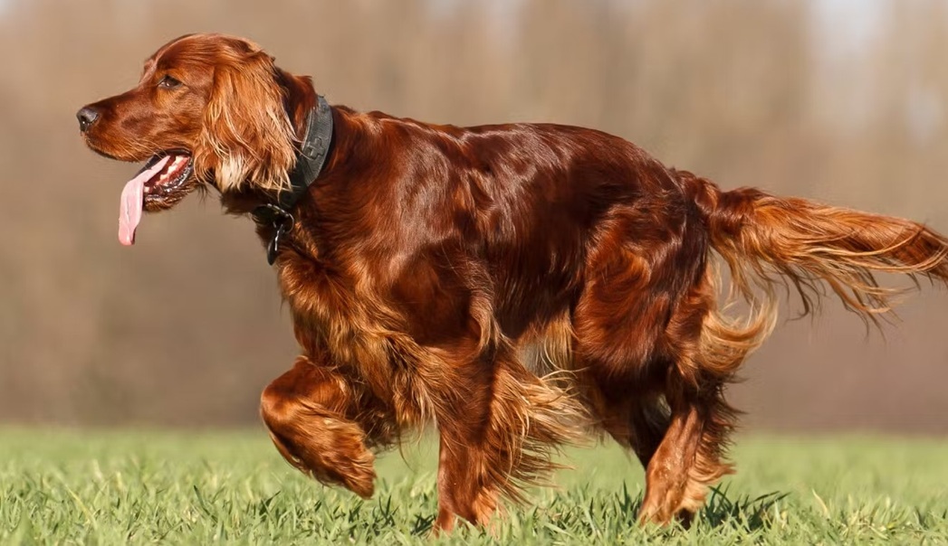 female hunting dog names