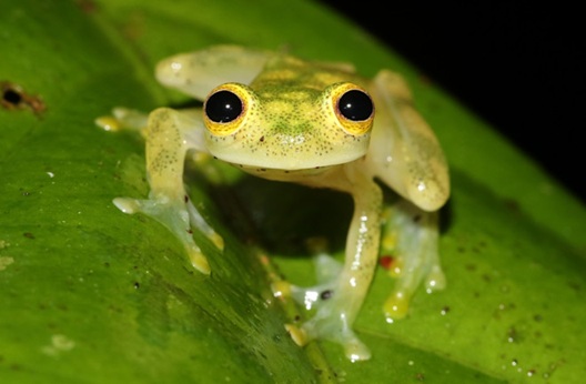 cute frog names