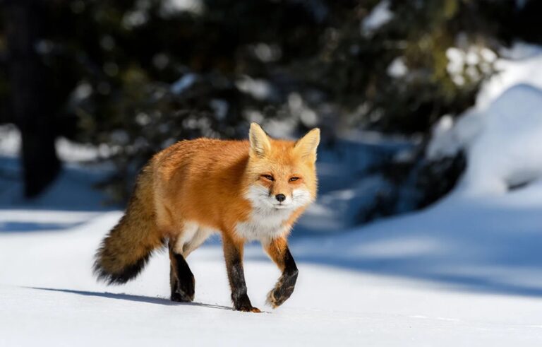 names for foxes