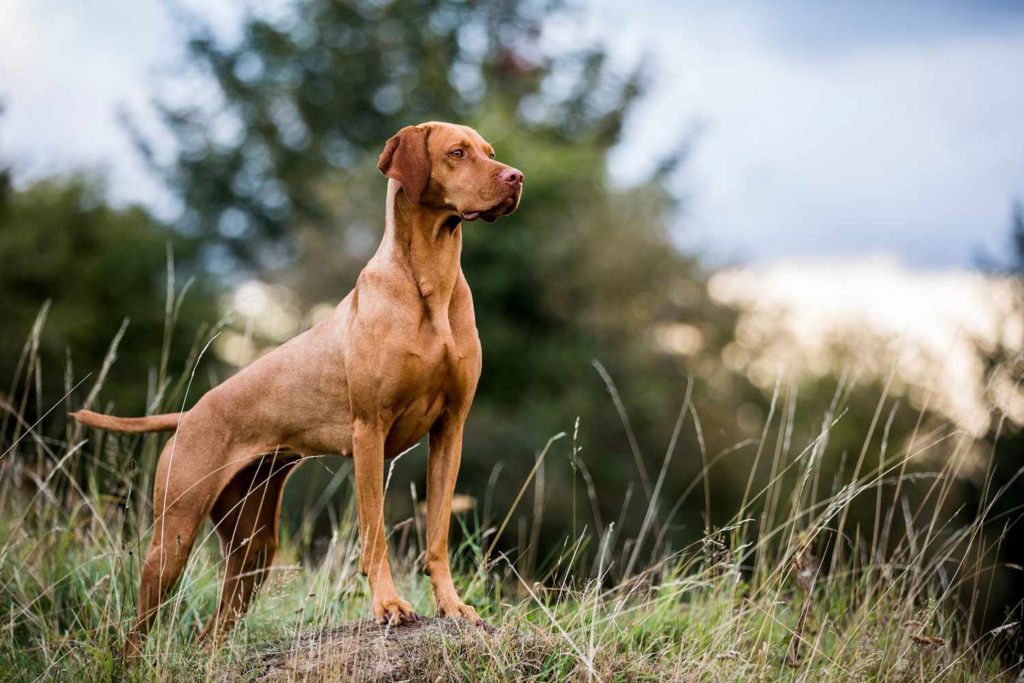 female hunting dog names