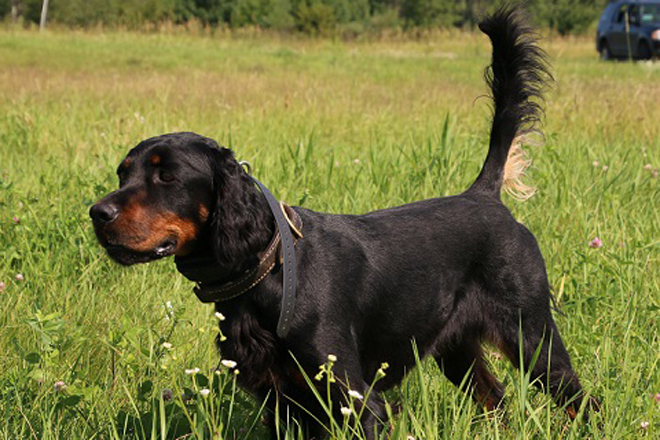 female hunting dog names