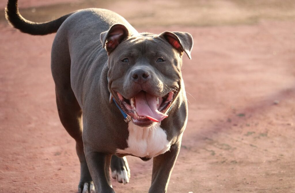 female pitbull names