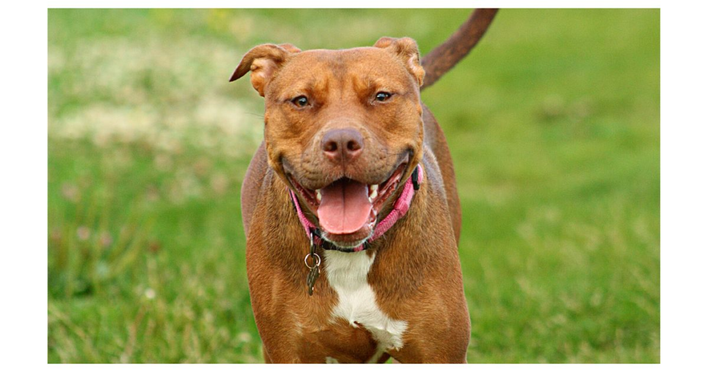 female pitbull names