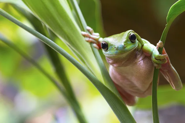 cute frog names